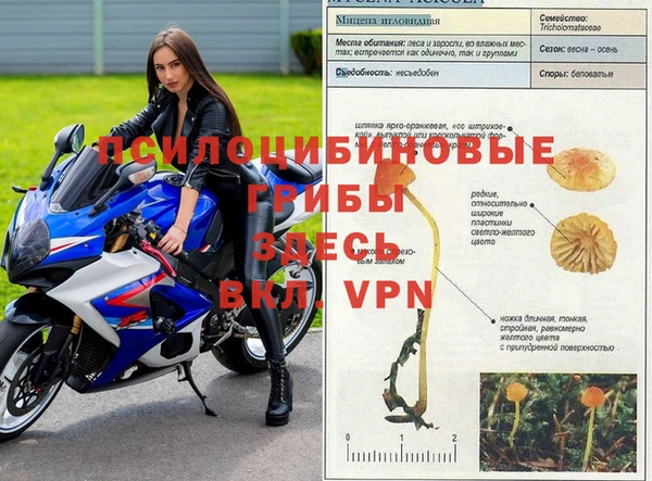 гашик Осинники